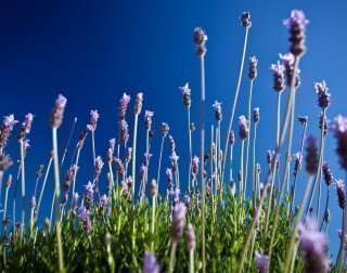 Aromatherapy workshop