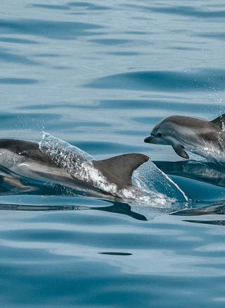 dolphin family