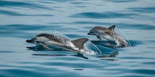 dolphin family