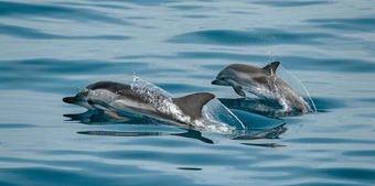 dolphin family