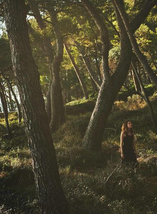 losinj pine forest 2560x1600