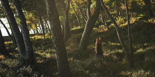 losinj pine forest 2560x1600