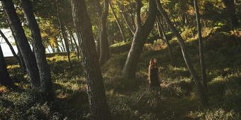 losinj pine forest 2560x1600