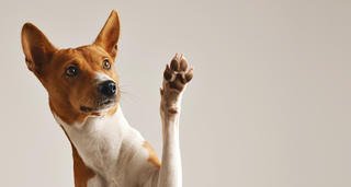 Pets are welcome, Lošinj Hotels & Villas